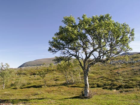 Beautiful landscape of mountain and tree 