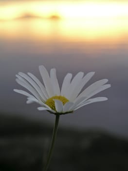 Beautiful wild flower and sunset