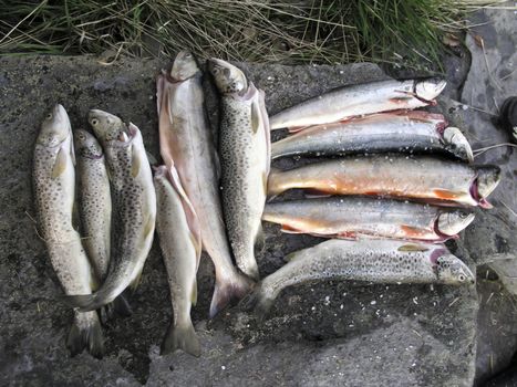 Fresh fishes closeup in the mountain