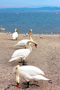 Swans on Lake Geneva.
