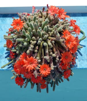 Torch cactus blooms flowers inside summerhouse. Industrial cactus breeding. Echinopsis huascha.