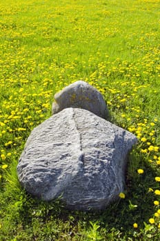 Huge stones in meaddow full of yellow sowthistles.