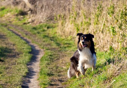 young Bern dog on the path outdoors 