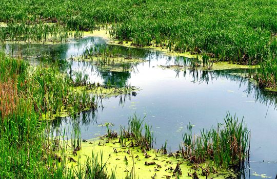 Summer view at bog background