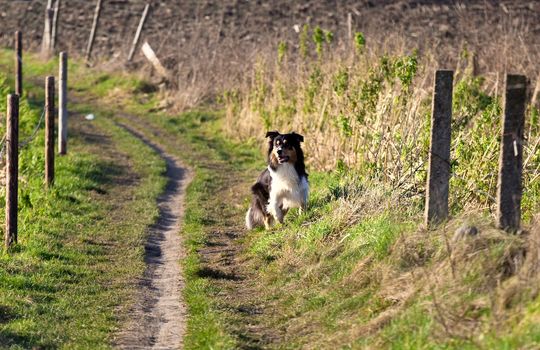 Bern mountain dog outdoors on the path