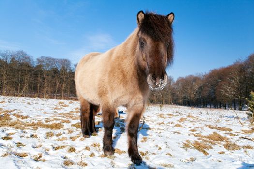 pony outdoors on the pasture covered with snow