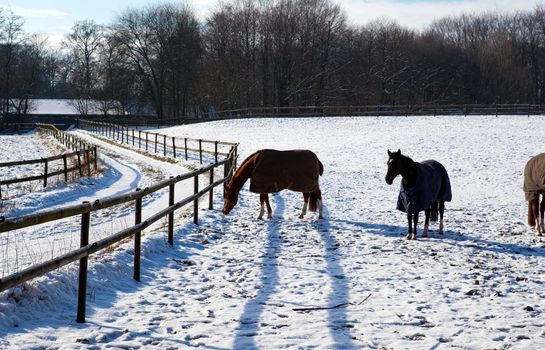 horses in blankets on the snow outdoors