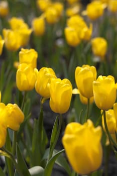 Yellow tulips bloom in garden fresh green leaf.