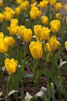 Yellow tulips bloom in garden fresh green leaf.