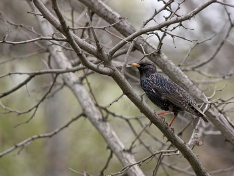 common starling sitting on branch of tree