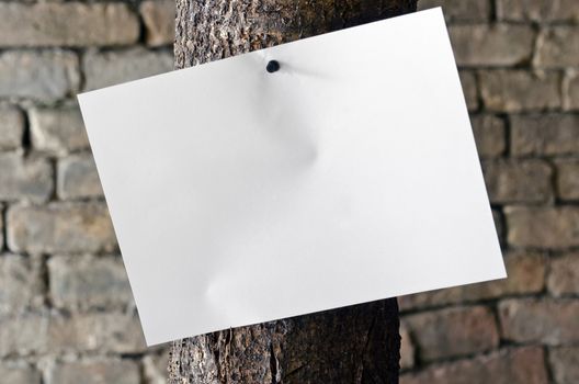 paper pinned on old tree over aged brick wall in background, horizontal shot