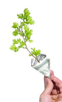 hand holding green plant growing in money, dollar banknote