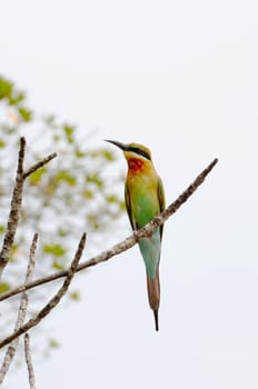 Blue-Tailed Bee-eater on a branch, Sri lanka