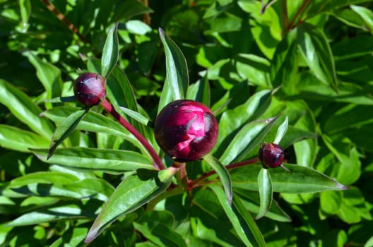 Peony flower red buds and green leaves closeup. Beauty prepared for unfolding.