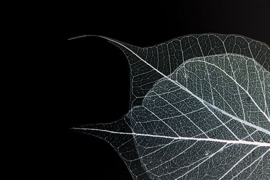 Dry leaf detail texture in front to light