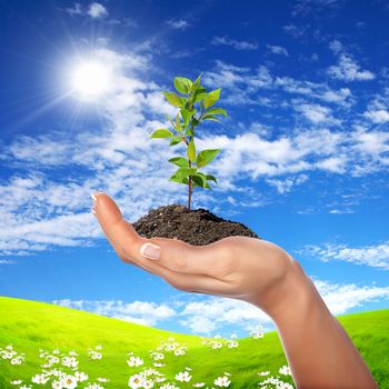 Hands holding green sprouts and sunny sky