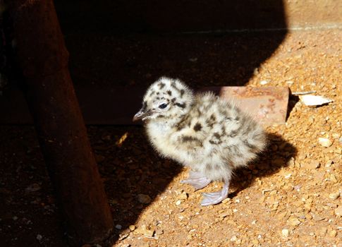 Nestling of the seagull at light of the sun