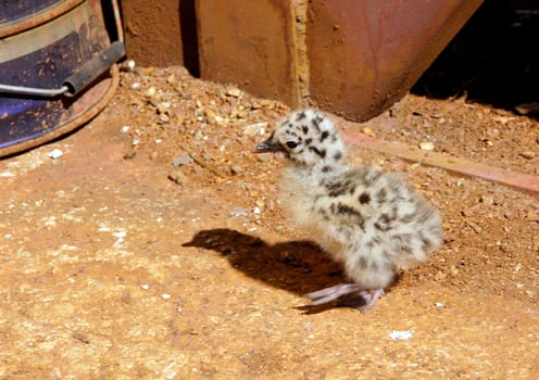 The nestling of the seagull has spotty painting