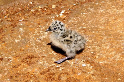 The nestling of the seagull does first steps