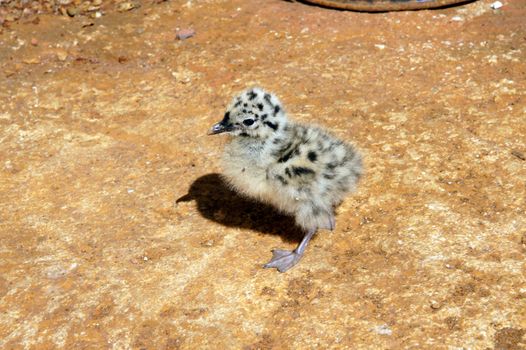 The nestling of the seagull looks for shelter