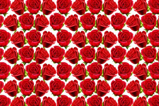 Wallpaper of red roses on a white background