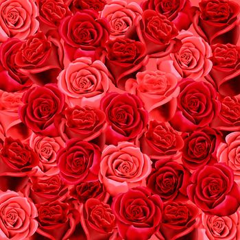 Wallpaper of red and pink roses