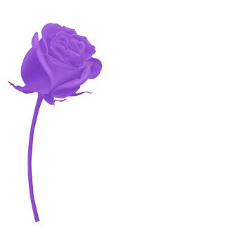 Birthday card for Mum with a single purple rose isolated on a white background