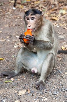 Rhesus Macaque - Macaca mulatta in Keala, India