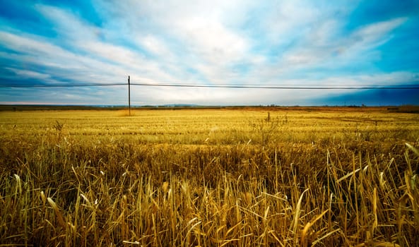 Wheat fields landscape and blue sky