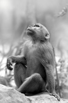 Portrait of a Hamadryas baboon in the wild