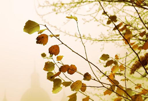 Nature background fog and branches