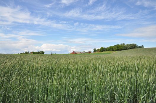 Green wheat field in the spring with red farm houses and blue sky.