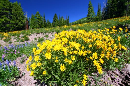Yellow wildflowers bloom under a gorgeous blue summer sky in Yellowstone National Park in Wyoming.