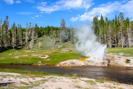 Steam and water erupt from Riverside Geyser along the Firehole River in Yellowstone National Park.