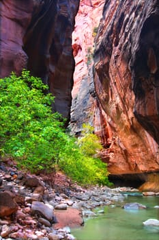 Steep vertical cliffs rise from the Virgin River in The Narrows of Zion National Park.