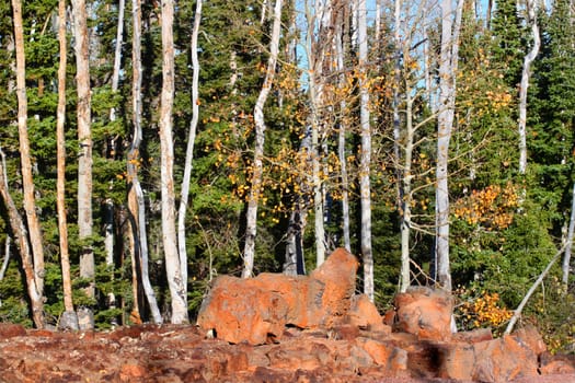 Aspen trees grow through a lava field in the Dixie National Forest of Utah.