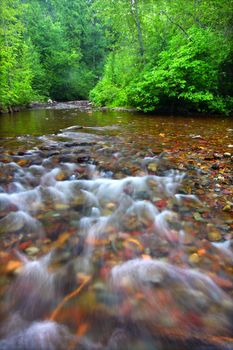 Bright green vegetation grows dense along Fish Creek in Glacier National Park.