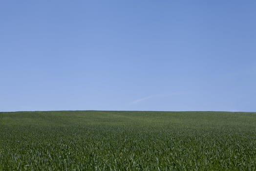 beautiful summer day with blue sky outdoor background green 