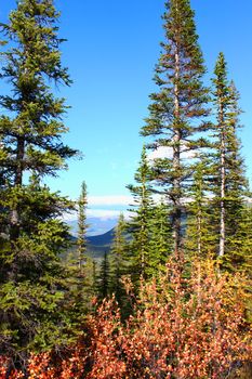 Canadian forest scenery along a trail in Jasper National Park of Alberta.