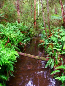 Calm stream in the rainforests of the Great Otway National Park of southern Victoria, Australia. 