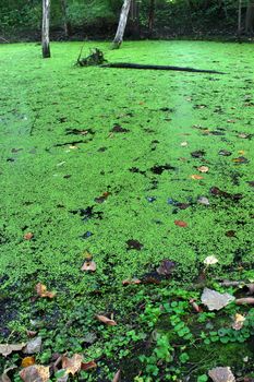 Dense forest surrounds a wetland in the midwestern United States.