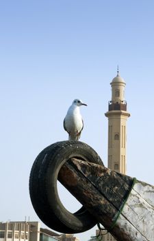 View from the Dubai Creek with birds and the traditional & modern buildings around