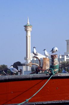 View from the Dubai Creek with birds and the traditional & modern buildings around