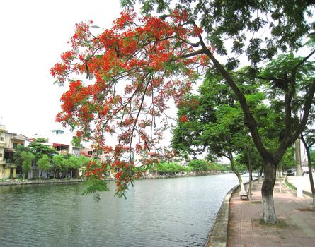 beautiful, vibrant flowers on the poinciana tree 