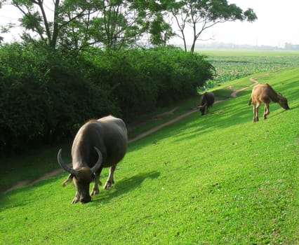 Three buffalos grazing in the flank dike