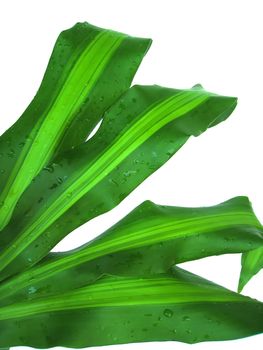 four green leaves isolated on white background