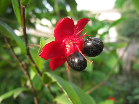 A red flower with two black seeds
