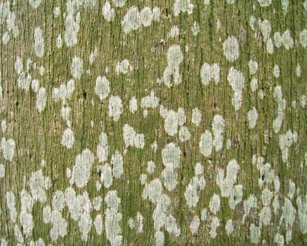 the palm tree bark with strange and beautiful white dots