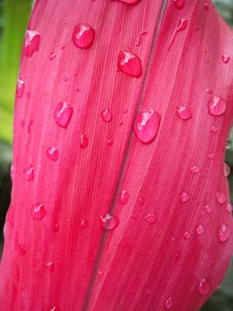 red leaf with dew drops in the morning in the garden