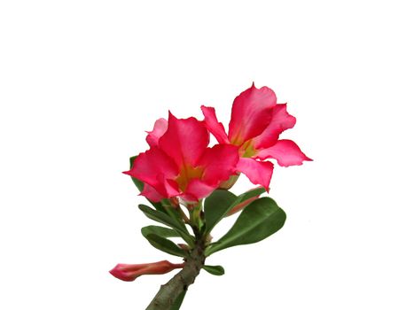 Red flower isolated on white background